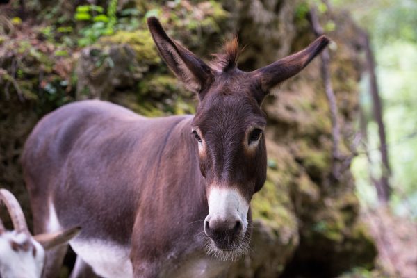 Szamarat használ az orosz hadsereg